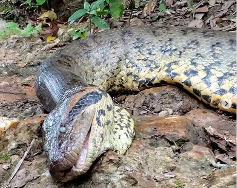 Ícone de Mato Grosso do Sul, sucuri Anajulia é morta a tiros em Bonito Ícone de Mato Grosso do Sul, sucuri Anajulia é morta a tiros em Bonito