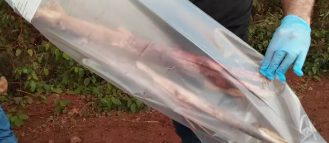Indígena é morto com pauladas na cabeça em aldeia de MS Indígena é morto com pauladas na cabeça em aldeia de MS