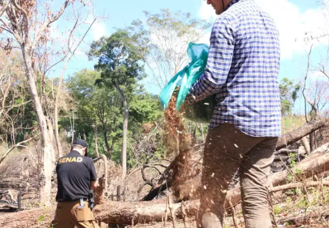 Agência antidrogas restaura áreas degradadas por plantadores de maconha