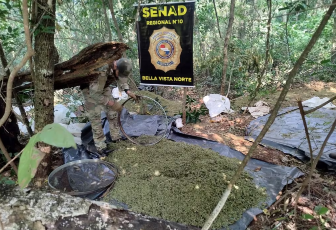 Amambay: destruyen 14 toneladas de marihuana valuada en 420.000 dólares