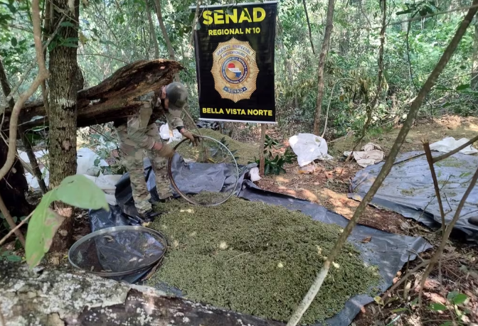 Amambay: destruyen 14 toneladas de marihuana valuada en 420.000 dólares Amambay: destruyen 14 toneladas de marihuana valuada en 420.000 dólares
