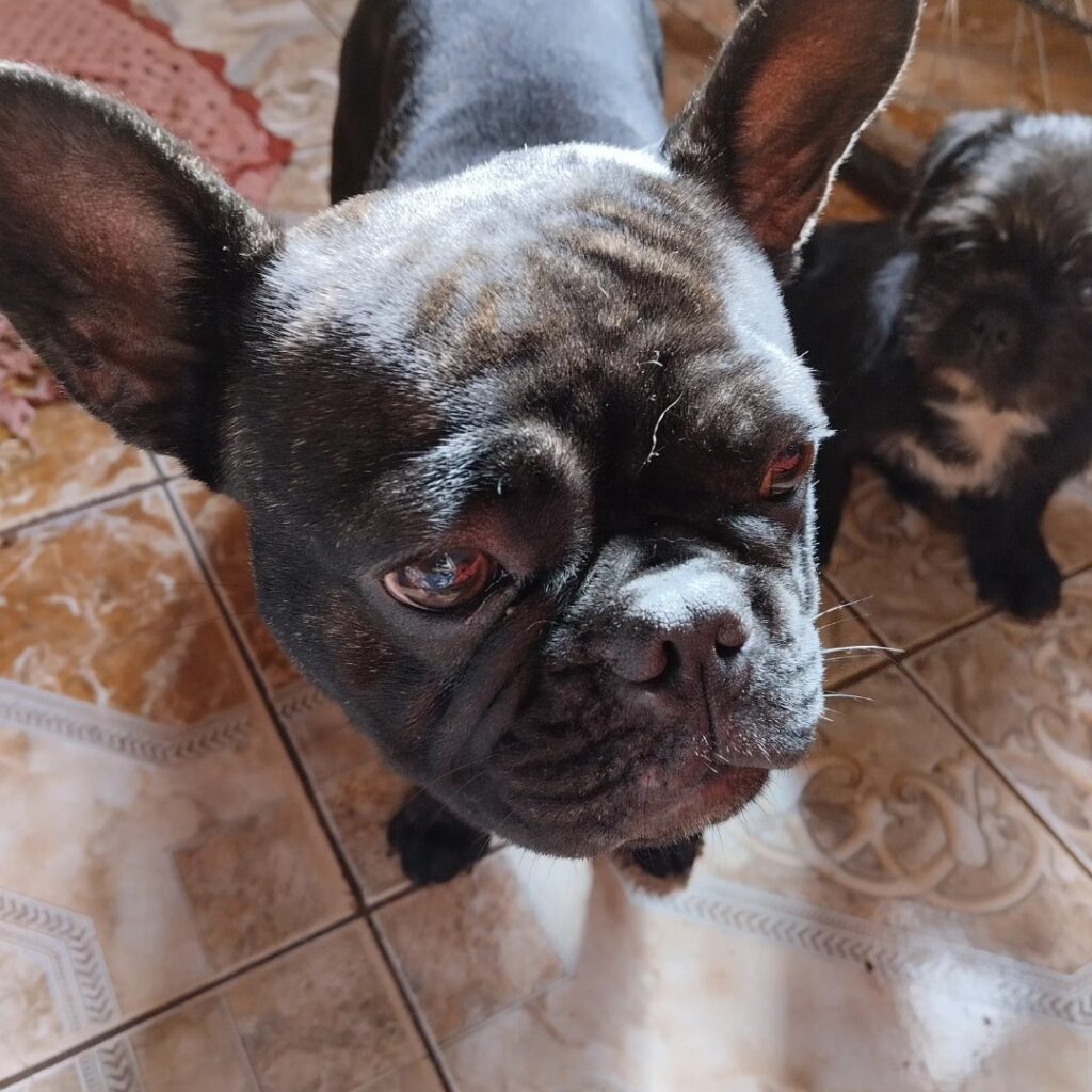 Cachorrinhos buscam por seu dono em Ponta Porã Cachorrinhos buscam por seu dono em Ponta Porã