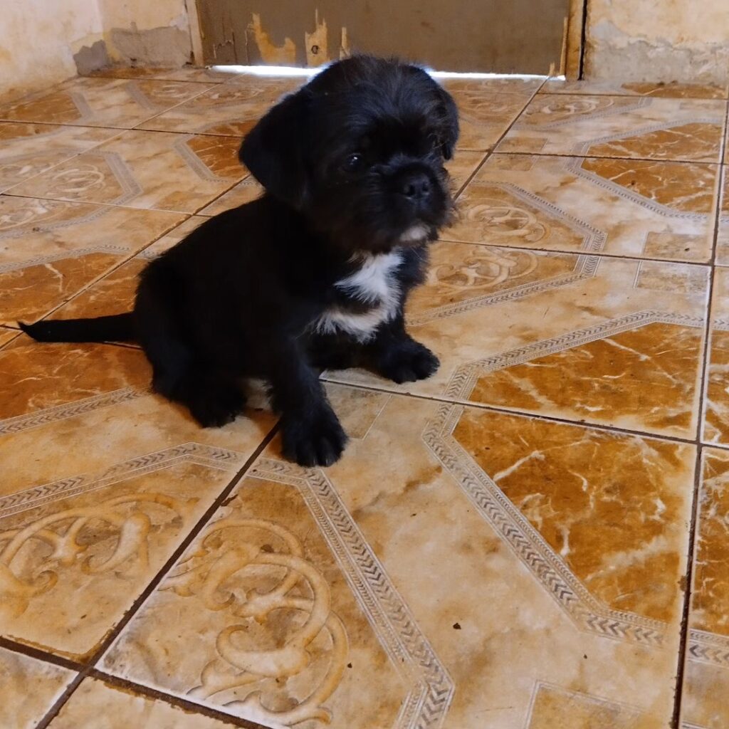 Cachorrinhos buscam por seu dono em Ponta Porã Cachorrinhos buscam por seu dono em Ponta Porã