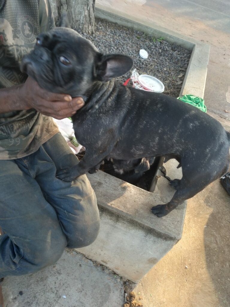 Cachorrinhos buscam por seu dono em Ponta Porã Cachorrinhos buscam por seu dono em Ponta Porã