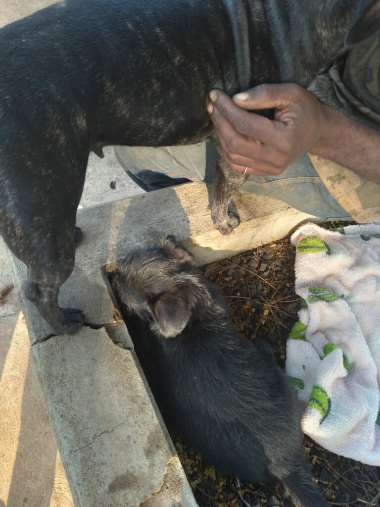 Cachorrinhos buscam por seu dono em Ponta Porã Cachorrinhos buscam por seu dono em Ponta Porã