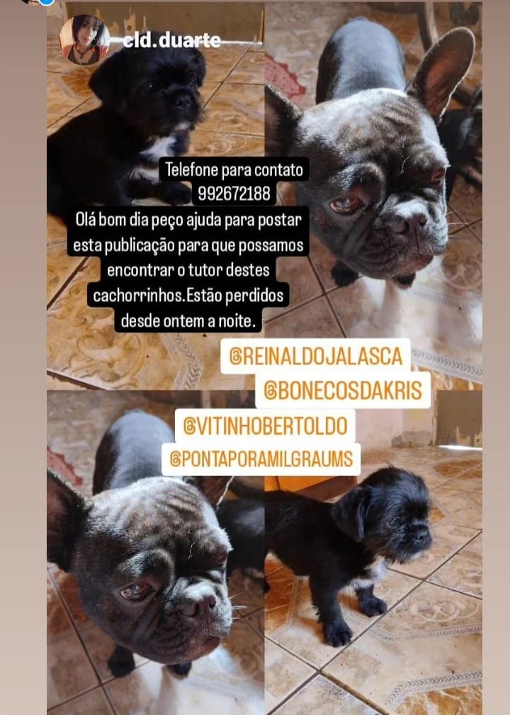 Cachorrinhos buscam por seu dono em Ponta Porã Cachorrinhos buscam por seu dono em Ponta Porã