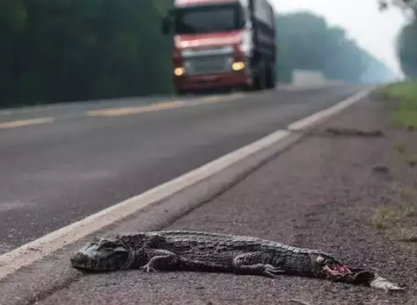 Radares são danificados em rodovia, vandalismo que preocupa ambientalistas