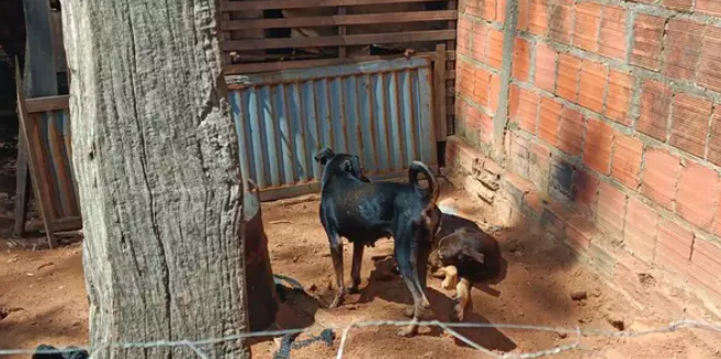 Anastácio: PM autua idosa após encontrar cão morto e outros 4 infestados de carrapatos