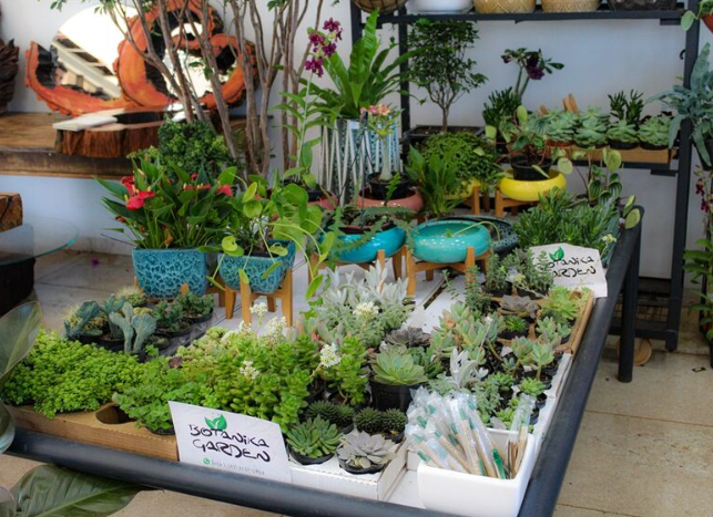 Dourados: 2ª Feira Botânica traz exposição de plantas, oficinas, lazer entre 5 e 7