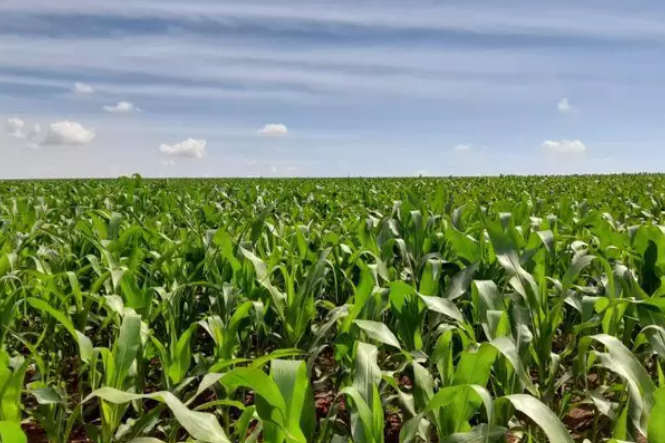 Na reta final da colheita, soja deve produzir 14% menos nesta safra em MS Na reta final da colheita, soja deve produzir 14% menos nesta safra em MS