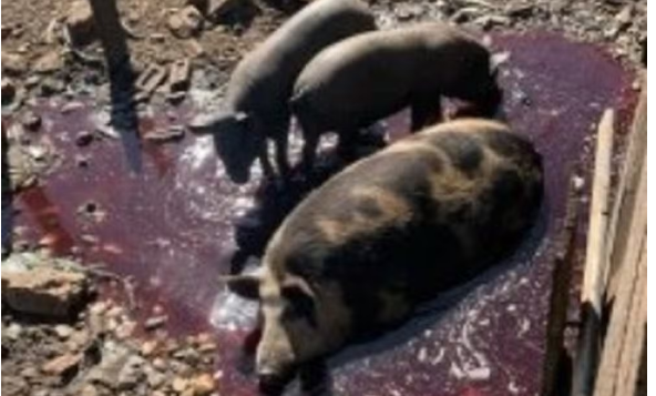 Suspeitos de abate clandestino de animais são presos com quase 3 toneladas de carne para venda ilegal Suspeitos de abate clandestino de animais são presos com quase 3 toneladas de carne para venda ilegal
