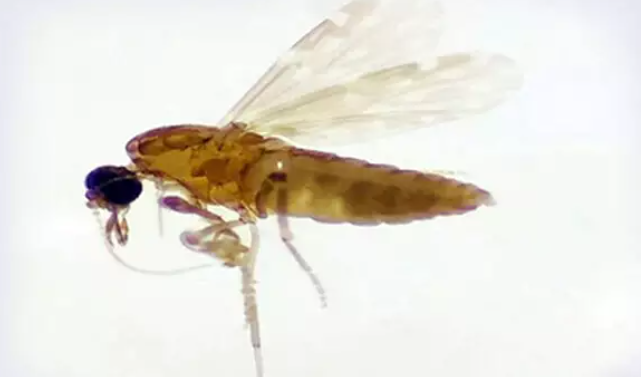 Confundida com a dengue, Febre do Oropouche roda o Pas e entra no radar de MS