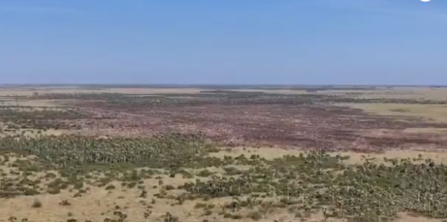 Focos de incêndio no Pantanal crescem 931% no 1º semestre de 2024 Focos de incêndio no Pantanal crescem 931% no 1º semestre de 2024