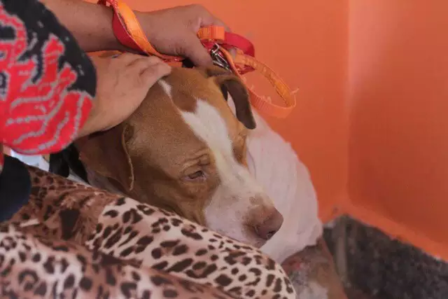 Campo Grande: Delegacia tem "cantinho da denúncia" sobre maus-tratos a animais Campo Grande: Delegacia tem "cantinho da denúncia" sobre maus-tratos a animais