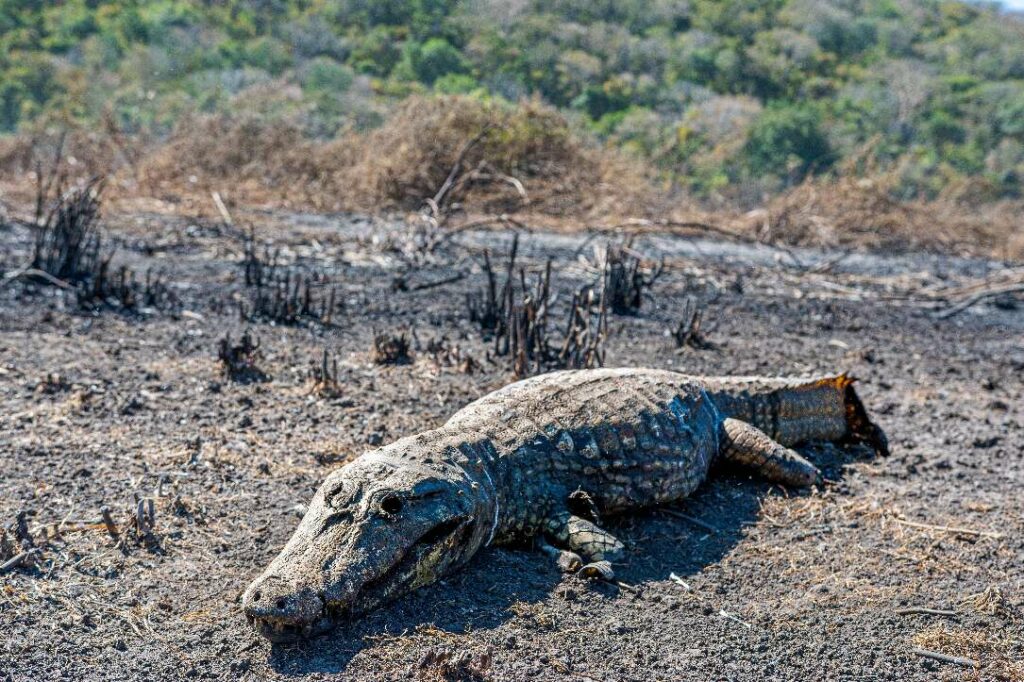 Desolação e animais mortos pelo fogo: a tragédia volta ao Pantanal Desolação e animais mortos pelo fogo: a tragédia volta ao Pantanal