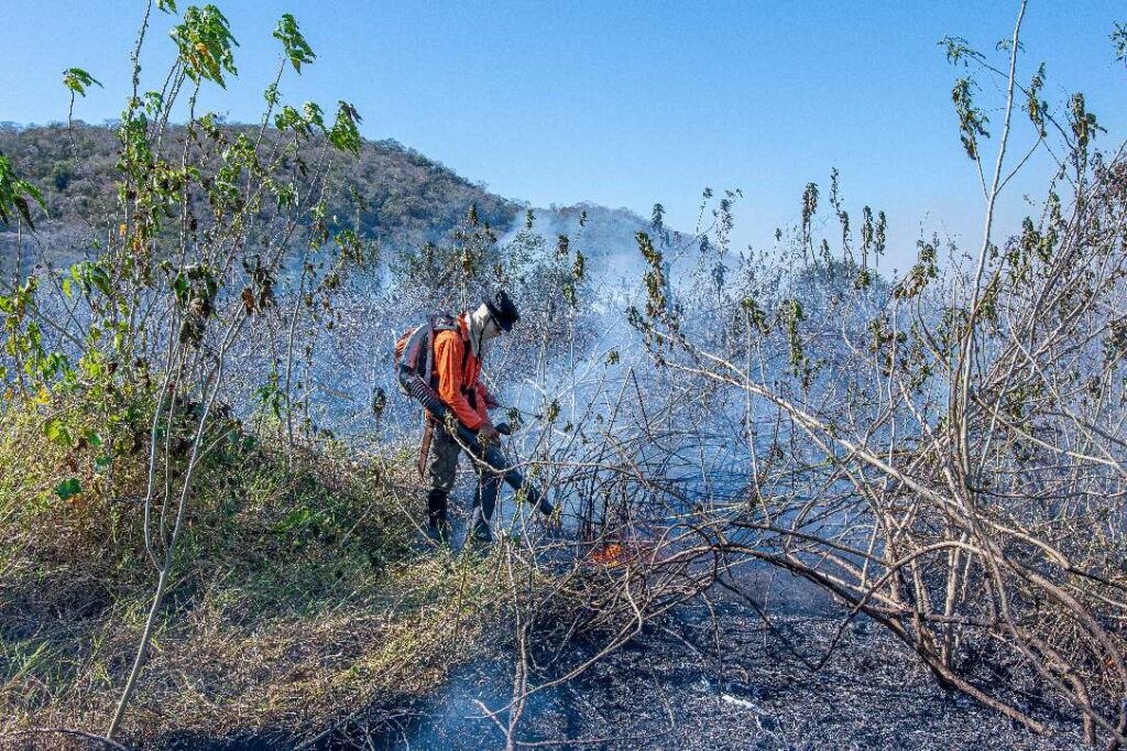 Desolação e animais mortos pelo fogo: a tragédia volta ao Pantanal Desolação e animais mortos pelo fogo: a tragédia volta ao Pantanal