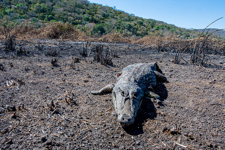 Inverno: tempo seco e temperaturas acima da média podem prolongar estiagem e queimadas no Pantanal Inverno: tempo seco e temperaturas acima da média podem prolongar estiagem e queimadas no Pantanal