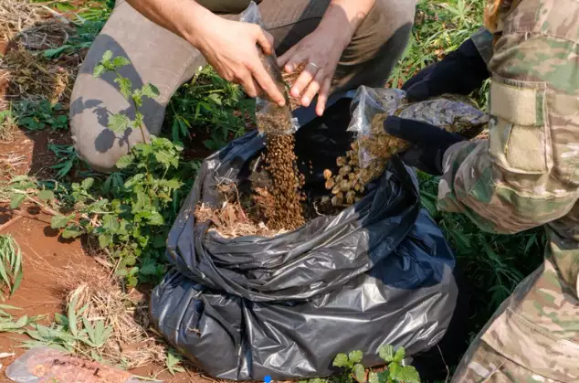 Ação termina com quase meia tonelada de maconha destruída em áreas de cultivo Ação termina com quase meia tonelada de maconha destruída em áreas de cultivo