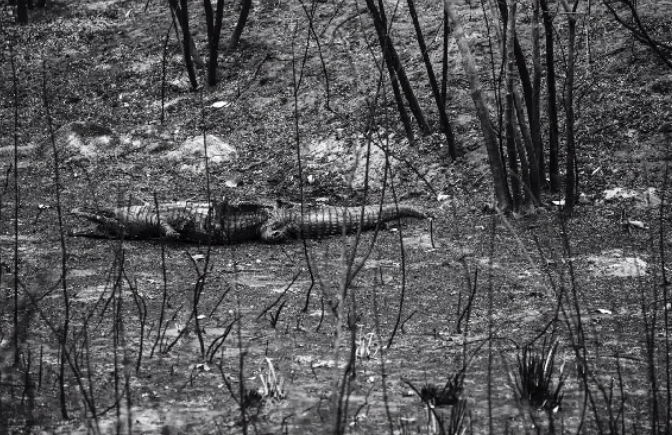 Pantanal: frio e chuva amenizam fogo, mas chamas ainda não foram extintas, diz Corpo de Bombeiros Pantanal: frio e chuva amenizam fogo, mas chamas ainda não foram extintas, diz Corpo de Bombeiros