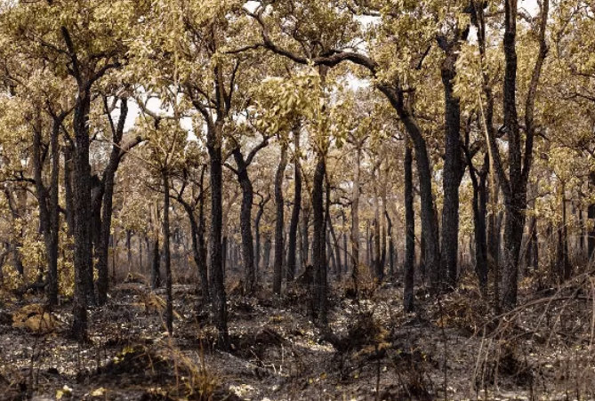 Pantanal: frio e chuva amenizam fogo, mas chamas ainda não foram extintas, diz Corpo de Bombeiros Pantanal: frio e chuva amenizam fogo, mas chamas ainda não foram extintas, diz Corpo de Bombeiros