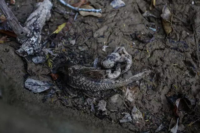 Rio da Prata sem uma gota de água, cenário é desolador Rio da Prata sem uma gota de água, cenário é desolador