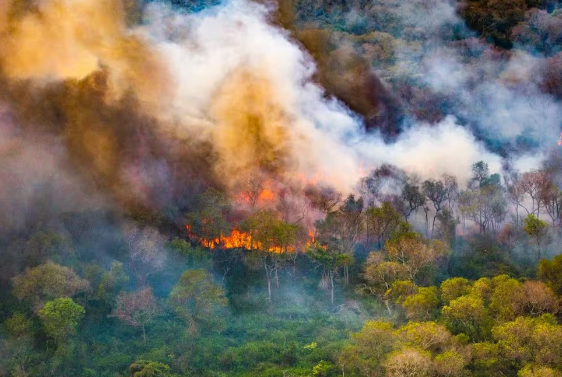 Pantanal bate marca de 800 mil hectares queimados neste ano Pantanal bate marca de 800 mil hectares queimados neste ano