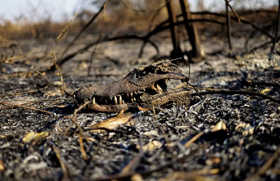 Pantanal bate marca de 800 mil hectares queimados neste ano Pantanal bate marca de 800 mil hectares queimados neste ano