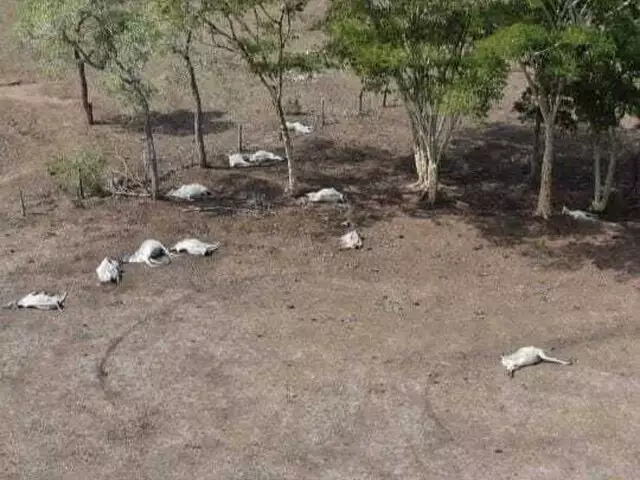 em Jardim, gado é encontrado morto, dona de propriedade é multada em Jardim, gado é encontrado morto, dona de propriedade é multada
