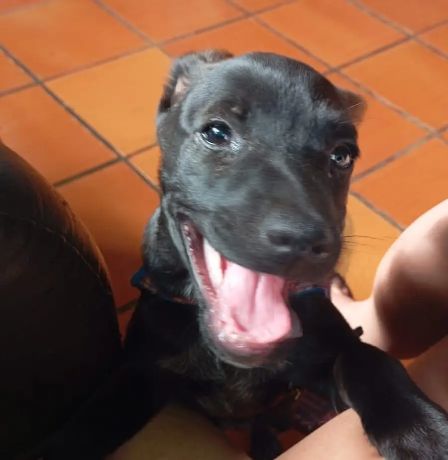 Amambai: Busca de Pet perdido Amambai: Busca de Pet perdido