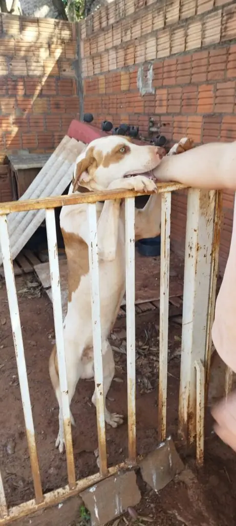 Amambai: Busca de Pet perdido Amambai: Busca de Pet perdido
