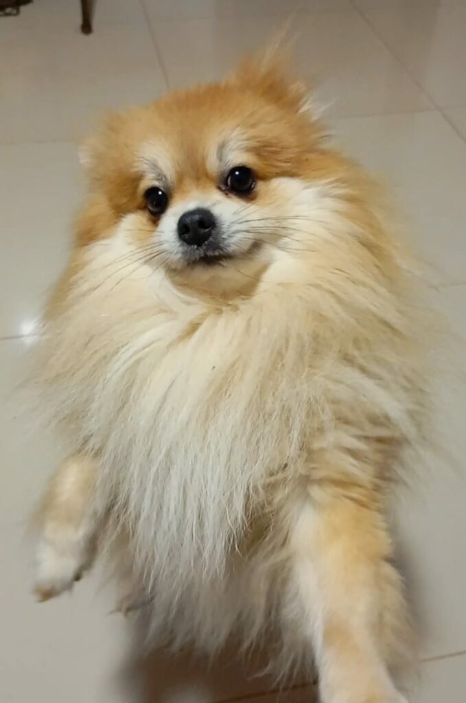Serginho fugiu: Cachorrinho é de criança autista que chora todos os dias em Ponta Porã Serginho fugiu: Cachorrinho é de criança autista que chora todos os dias em Ponta Porã