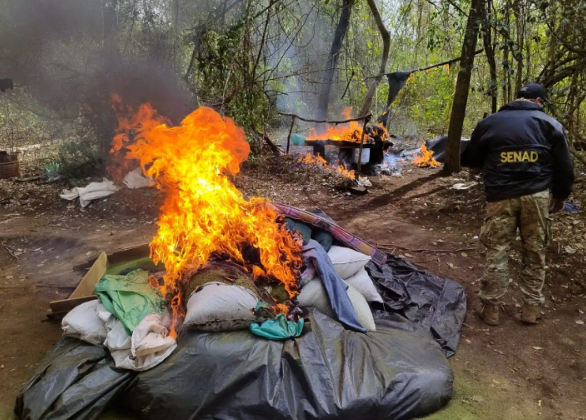 Senad halla campamentos con luz eléctrica y más de 2 toneladas de marihuana en Amambay Senad halla campamentos con luz eléctrica y más de 2 toneladas de marihuana en Amambay