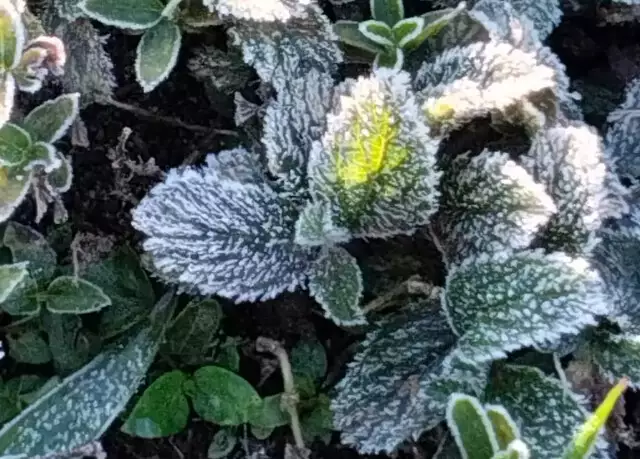 Frio provoca geada em 41 cidades e sensação de -0,6ºC Frio provoca geada em 41 cidades e sensação de -0,6ºC