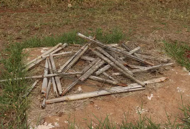 Campo Grande: Mudas secam e pomar de guavira não vinga no Parque das Nações Indígenas Campo Grande: Mudas secam e pomar de guavira não vinga no Parque das Nações Indígenas