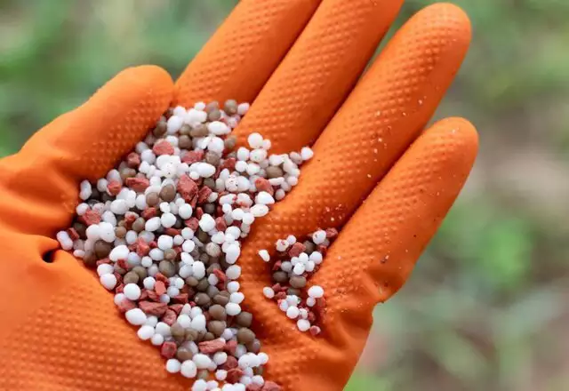 Vazio sanitário termina e MS tem sinal verde para iniciar plantio da soja Vazio sanitário termina e MS tem sinal verde para iniciar plantio da soja