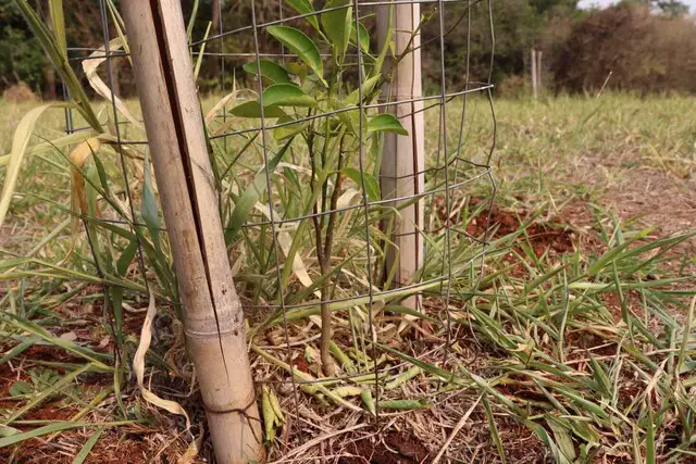 Campo Grande: Mudas secam e pomar de guavira não vinga no Parque das Nações Indígenas Campo Grande: Mudas secam e pomar de guavira não vinga no Parque das Nações Indígenas