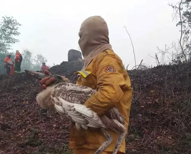 Fogo destrói ninho e filhotes de tuiuiús são resgatados no Pantanal Fogo destrói ninho e filhotes de tuiuiús são resgatados no Pantanal