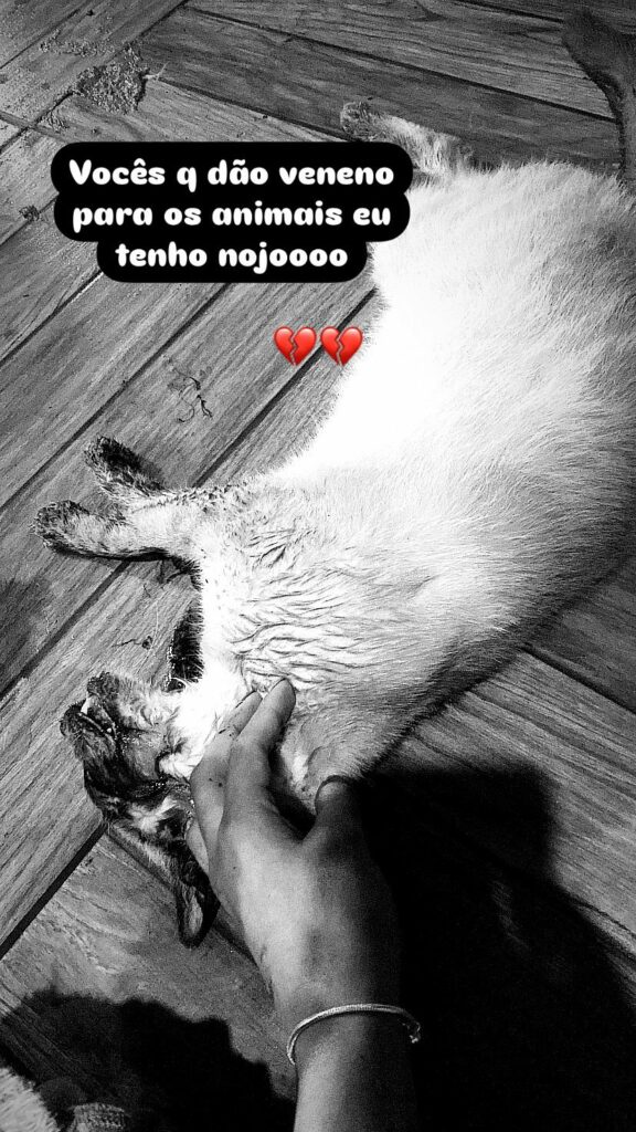 Amambai: Cães e gatos são envenenados e ONG registra B.O Amambai: Cães e gatos são envenenados e ONG registra B.O