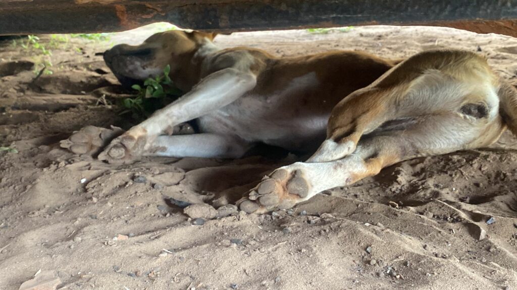 Amambai: Cães e gatos são envenenados e ONG registra B.O Amambai: Cães e gatos são envenenados e ONG registra B.O