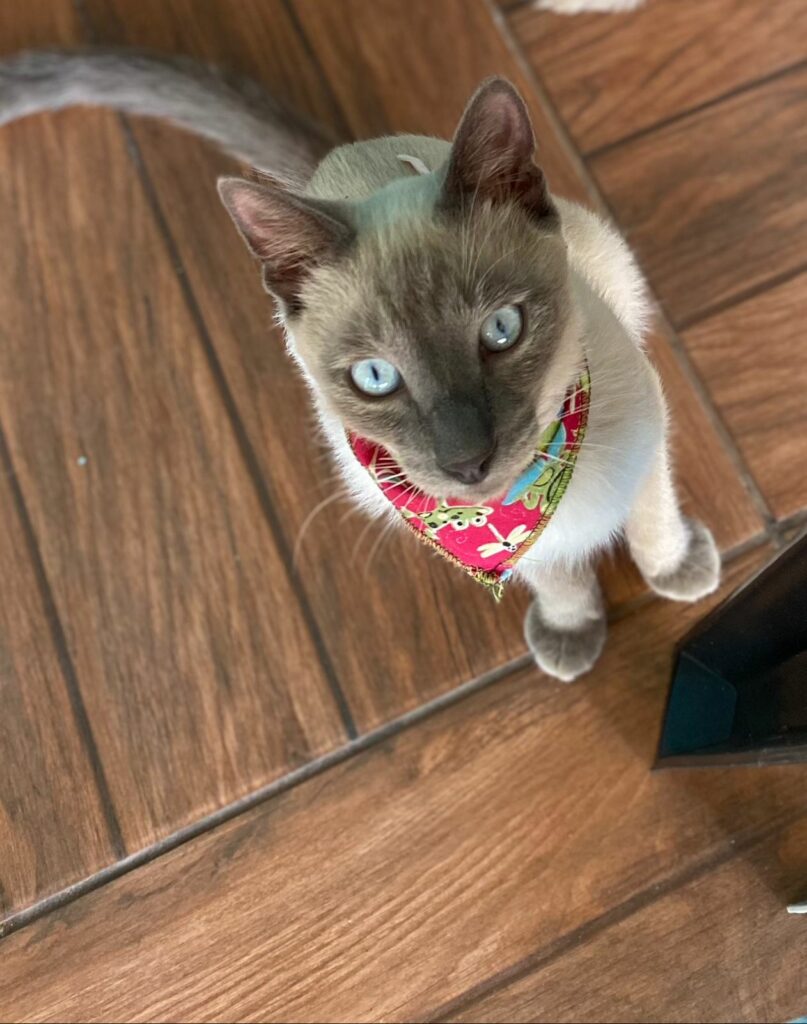 Amambai: Cães e gatos são envenenados e ONG registra B.O Amambai: Cães e gatos são envenenados e ONG registra B.O