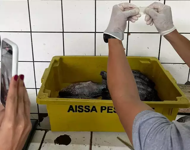 Toneladas de peixe são furtadas por grupo que tem até mergulhador Toneladas de peixe são furtadas por grupo que tem até mergulhador