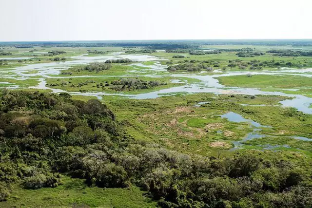 Pecuária cresce no Pantanal e consolida setor como o que mais gera empregos Pecuária cresce no Pantanal e consolida setor como o que mais gera empregos