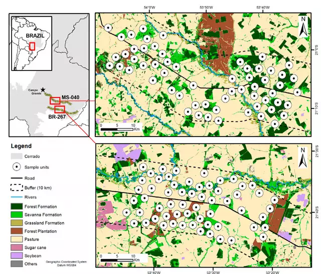 Rodovias no Cerrado de MS espantam mamíferos de seus habitats Rodovias no Cerrado de MS espantam mamíferos de seus habitats