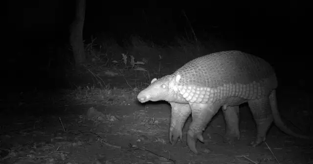 Rodovias no Cerrado de MS espantam mamíferos de seus habitats Rodovias no Cerrado de MS espantam mamíferos de seus habitats