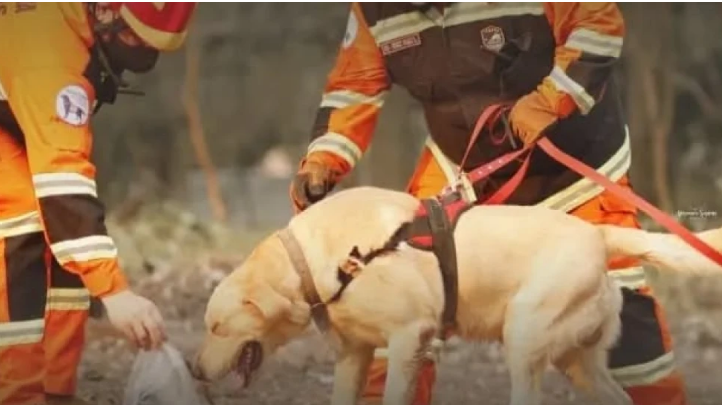 Detectores caninos: pueden encontrar sustancias ilegales, billetes y hasta rescatar personas Detectores caninos: pueden encontrar sustancias ilegales, billetes y hasta rescatar personas