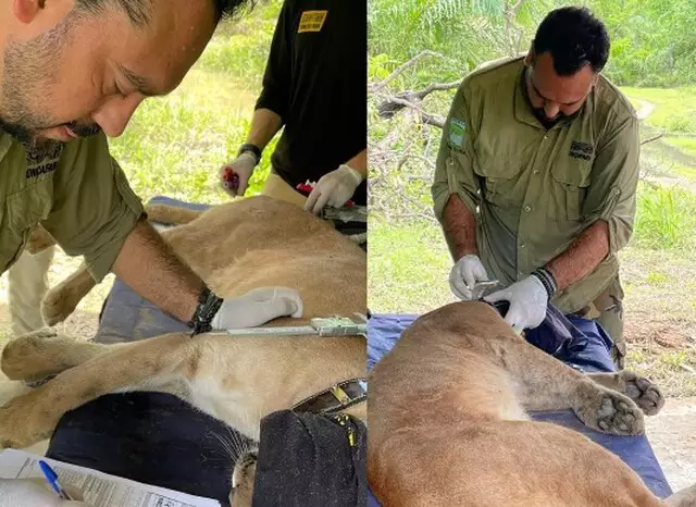 Dois anos após ser resgatado em canavial, Chico é liberado no Pantanal Dois anos após ser resgatado em canavial, Chico é liberado no Pantanal