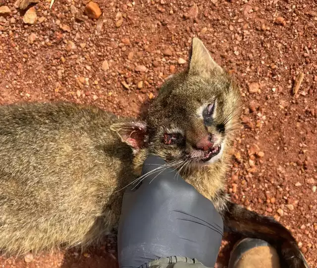 Em 40 dias, pesquisadora mapeia 463 animais atropelados Em 40 dias, pesquisadora mapeia 463 animais atropelados