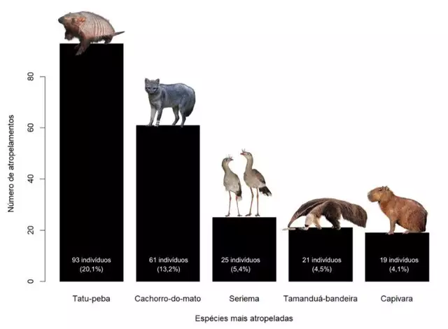 Em 40 dias, pesquisadora mapeia 463 animais atropelados Em 40 dias, pesquisadora mapeia 463 animais atropelados