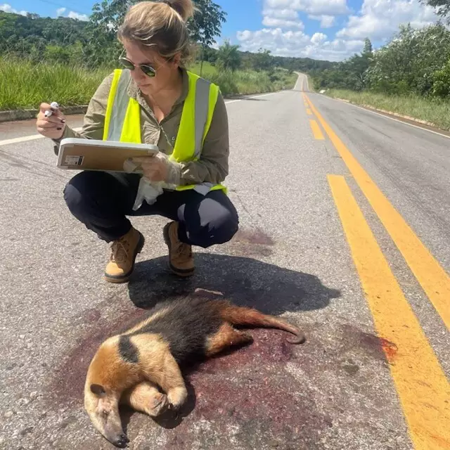 Em 40 dias, pesquisadora mapeia 463 animais atropelados Em 40 dias, pesquisadora mapeia 463 animais atropelados