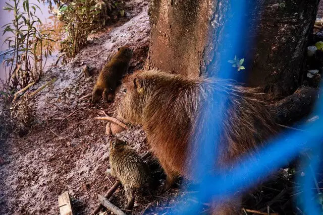 Capivara ferida e filhotes são encontrados em meio à destruição no Lago do Amor Capivara ferida e filhotes são encontrados em meio à destruição no Lago do Amor